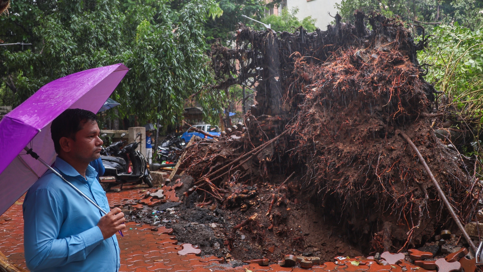 BMC Spends Rs 200 Crore on Trees