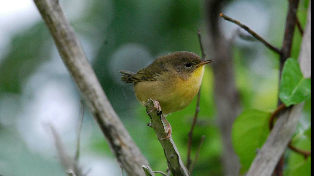 Female Birds Die Younger Than Males: 27-Year Study