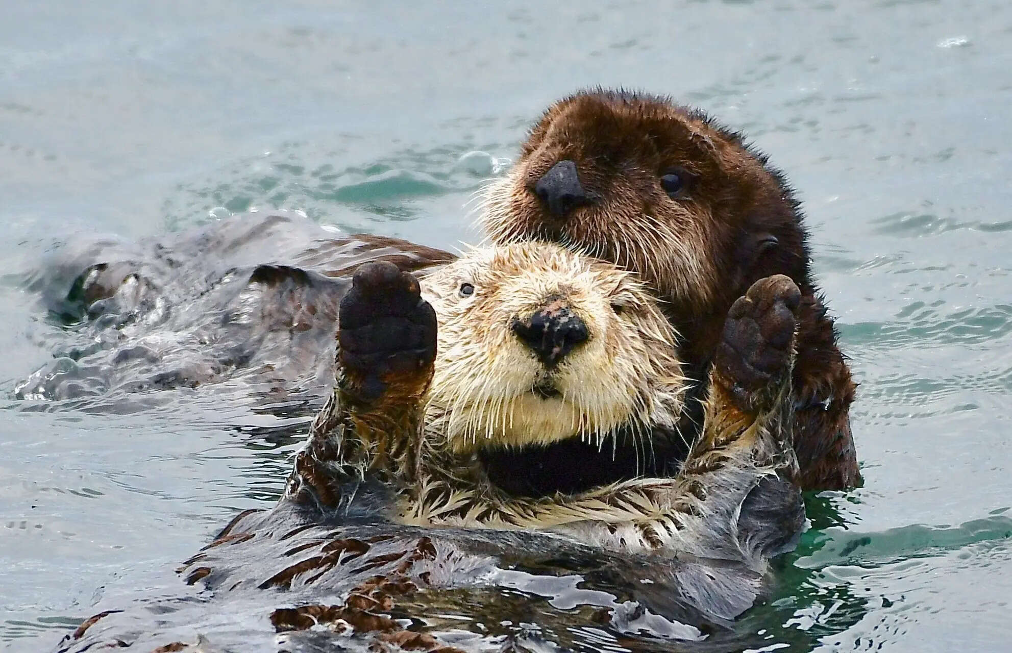Otter Attack: Family Awarded $350,000