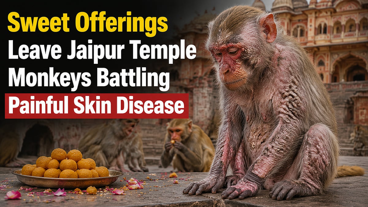 Jaipur Temple Monkeys Suffer Skin Disease