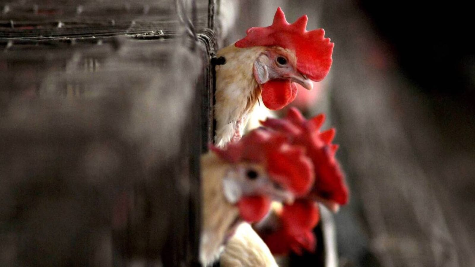 Navapur Poultry Farmers Await ₹8 Crore Compensation