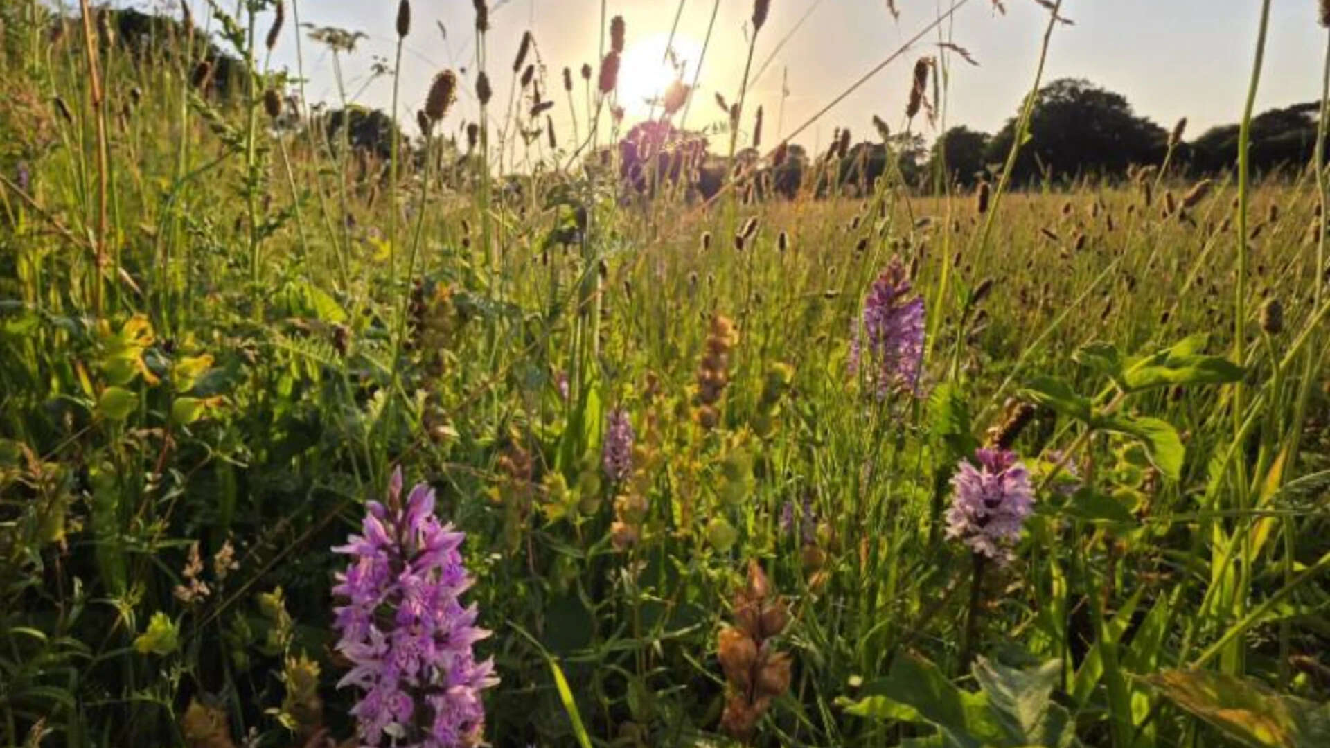 Abandoned Farm Turns Into Wildflower Meadow