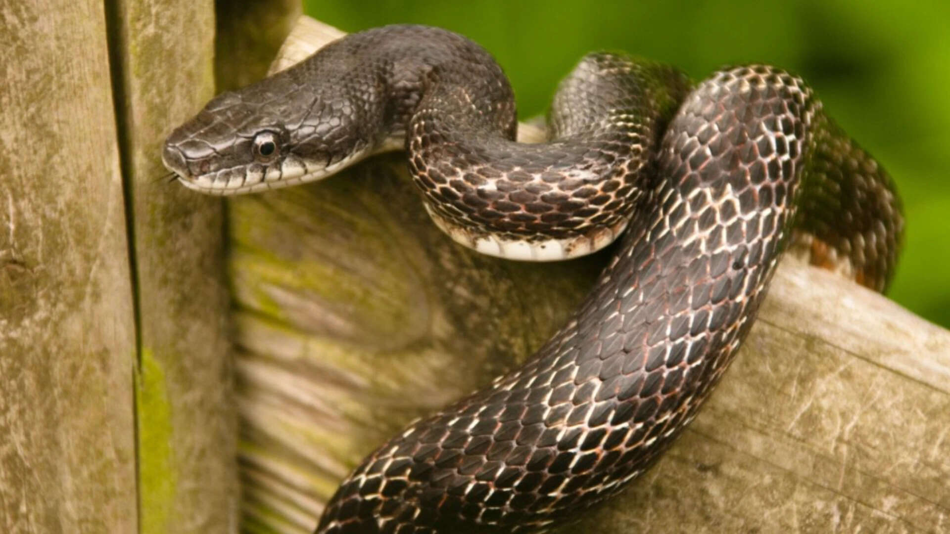 Snakes Found in Chicken Nest Boxes