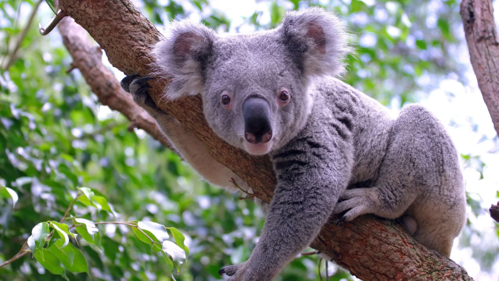 Koalas Faced Near Extinction 100,000 Years Ago