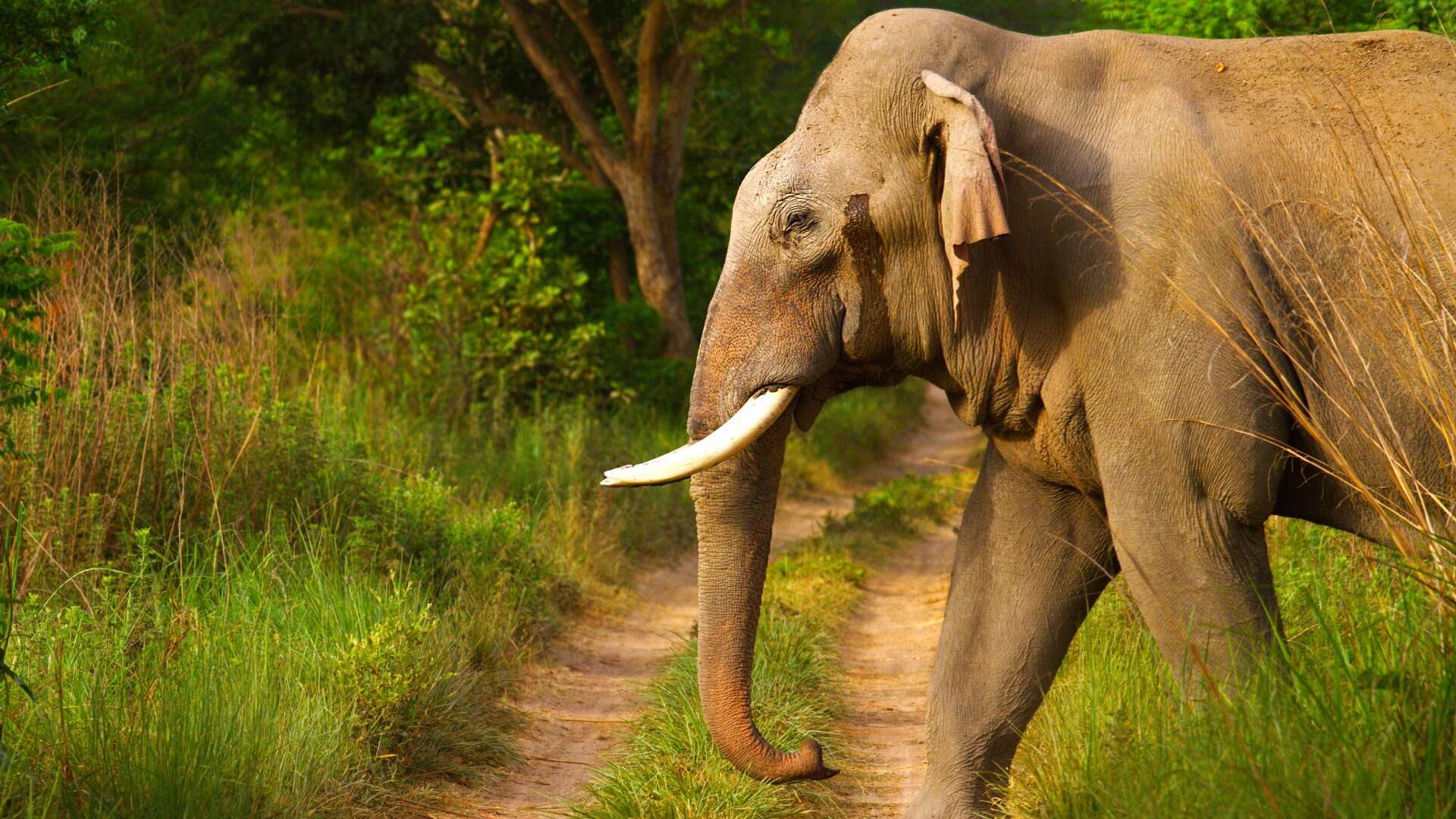 Elephants Communicate Through Footsteps