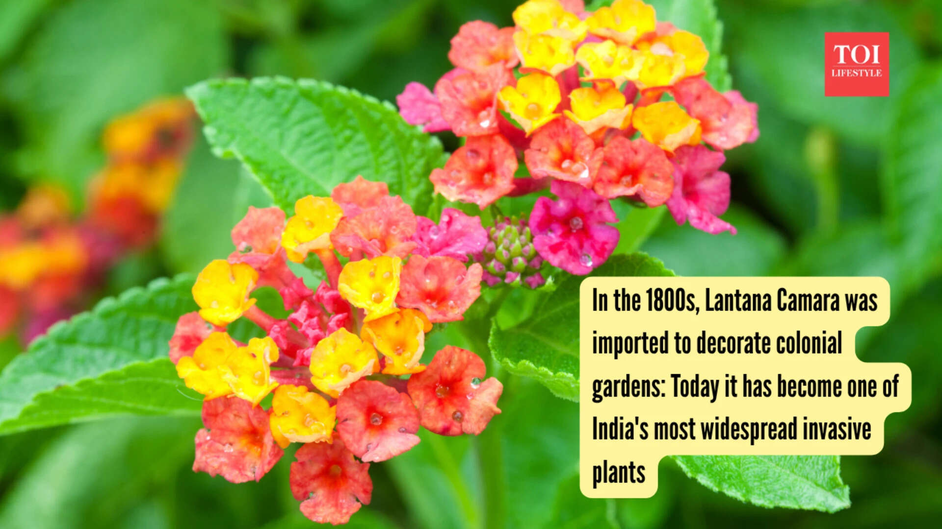 Lantana Camara Invades India