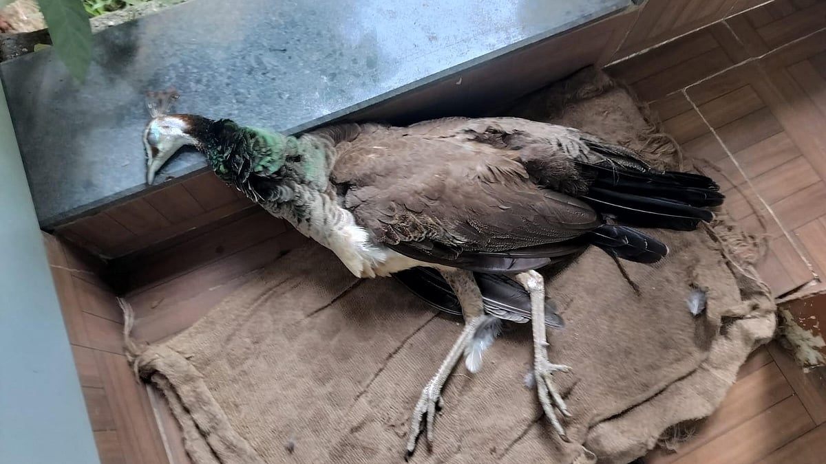 Female Peafowl Dies Near Nashik Police Station