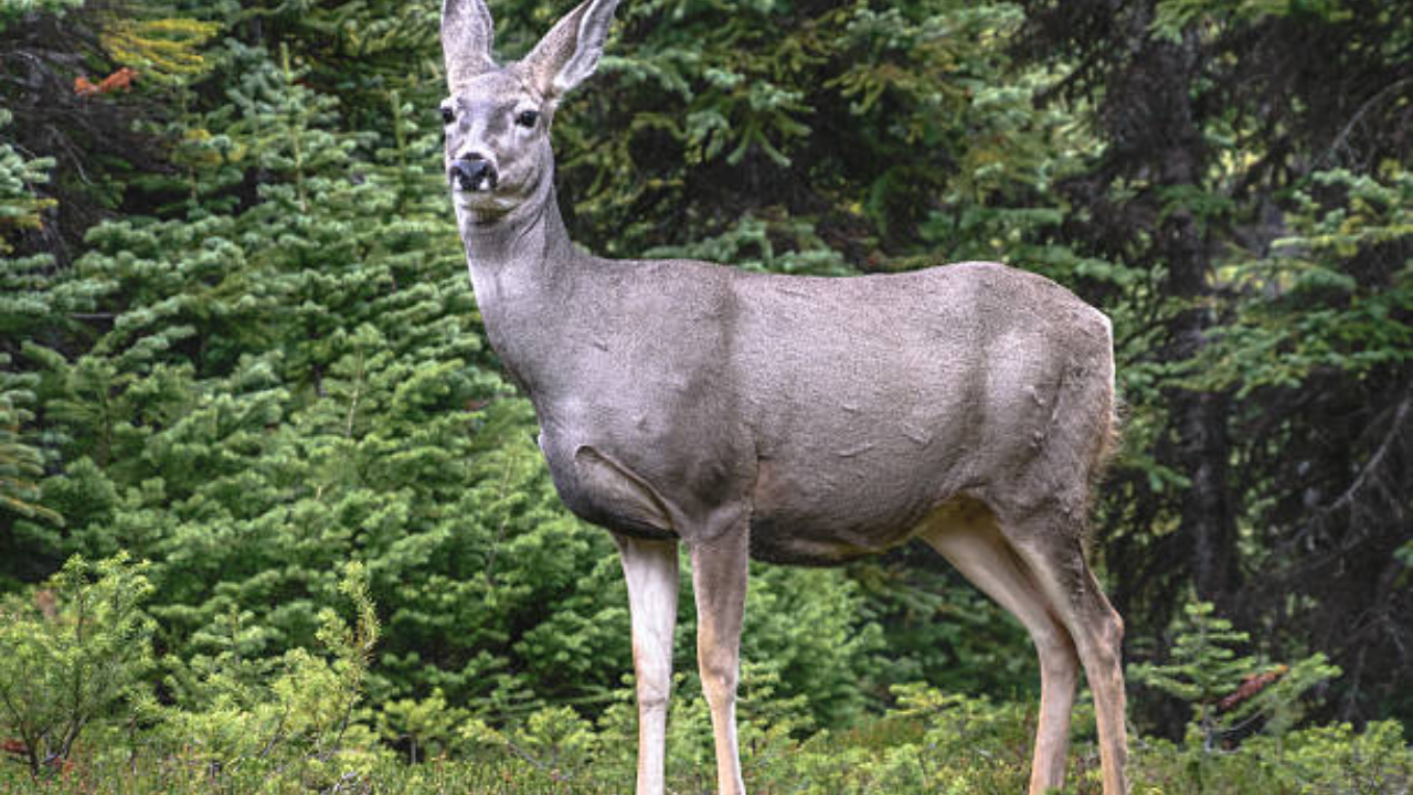 Judge Orders Cull of 2500 Mule Deer on Catalina Island