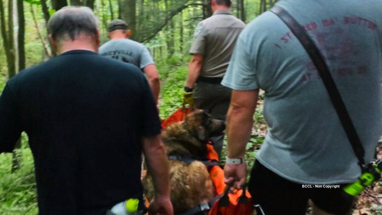Volunteers Carry 102-Pound Dog Down Mountain