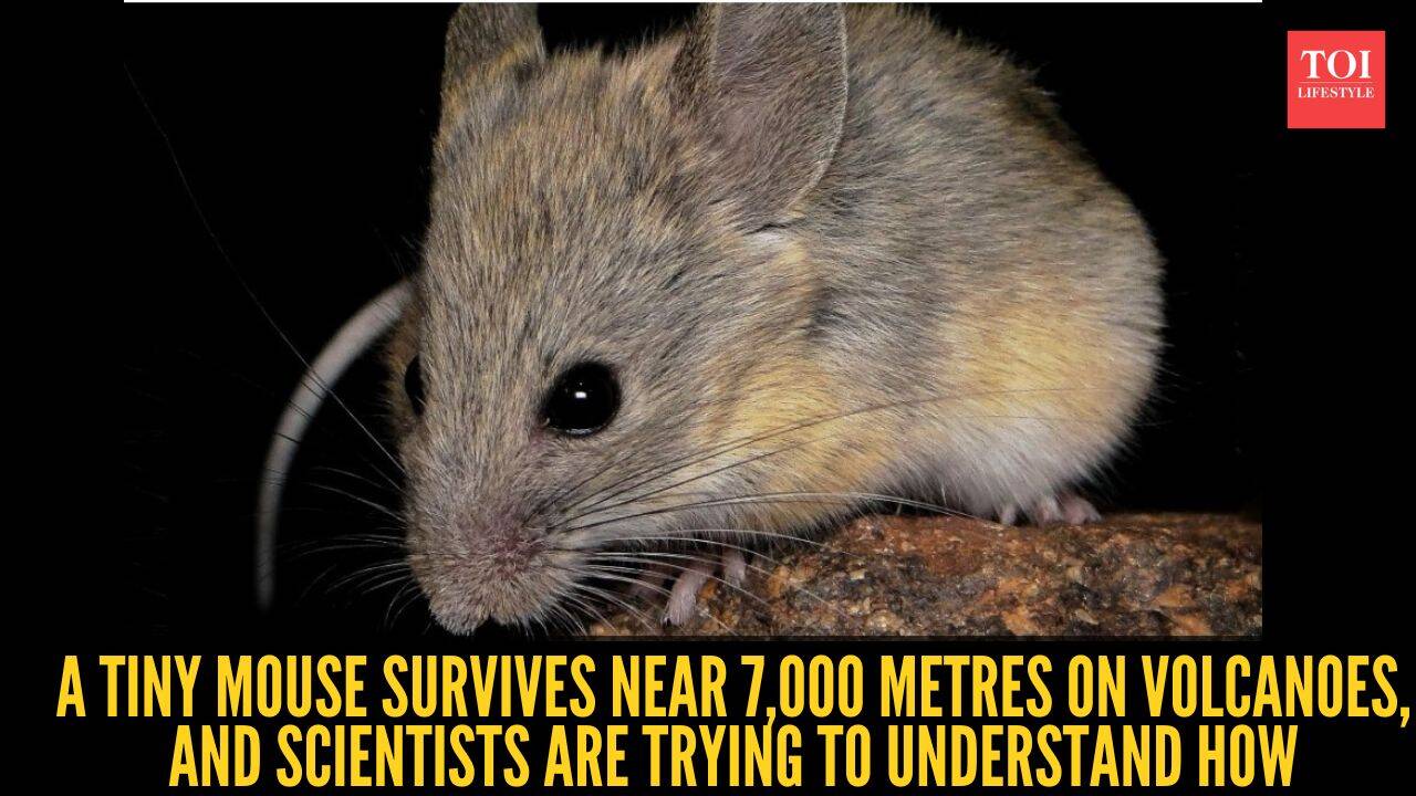 Mouse Survives 7,000m Altitude