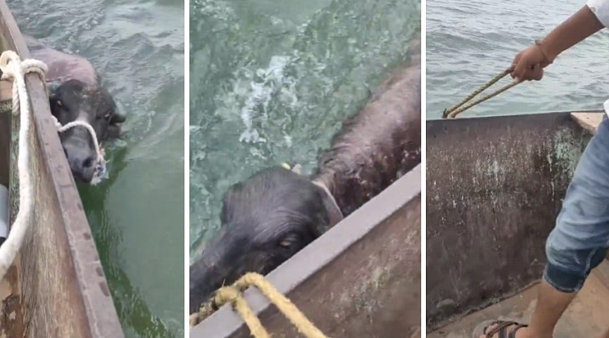 Buffaloes Dragged Through Water in MP's Khargone