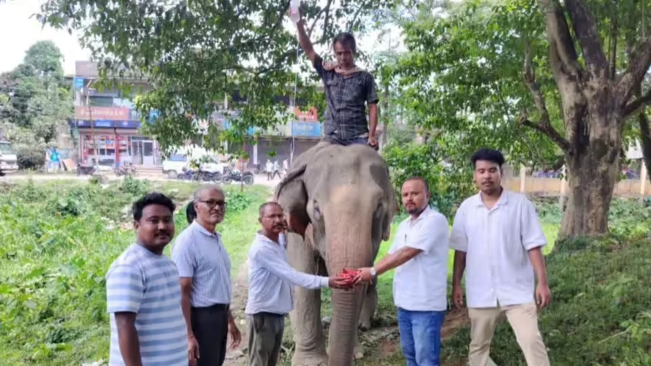 Elephant Survives 55km River Ordeal in Assam