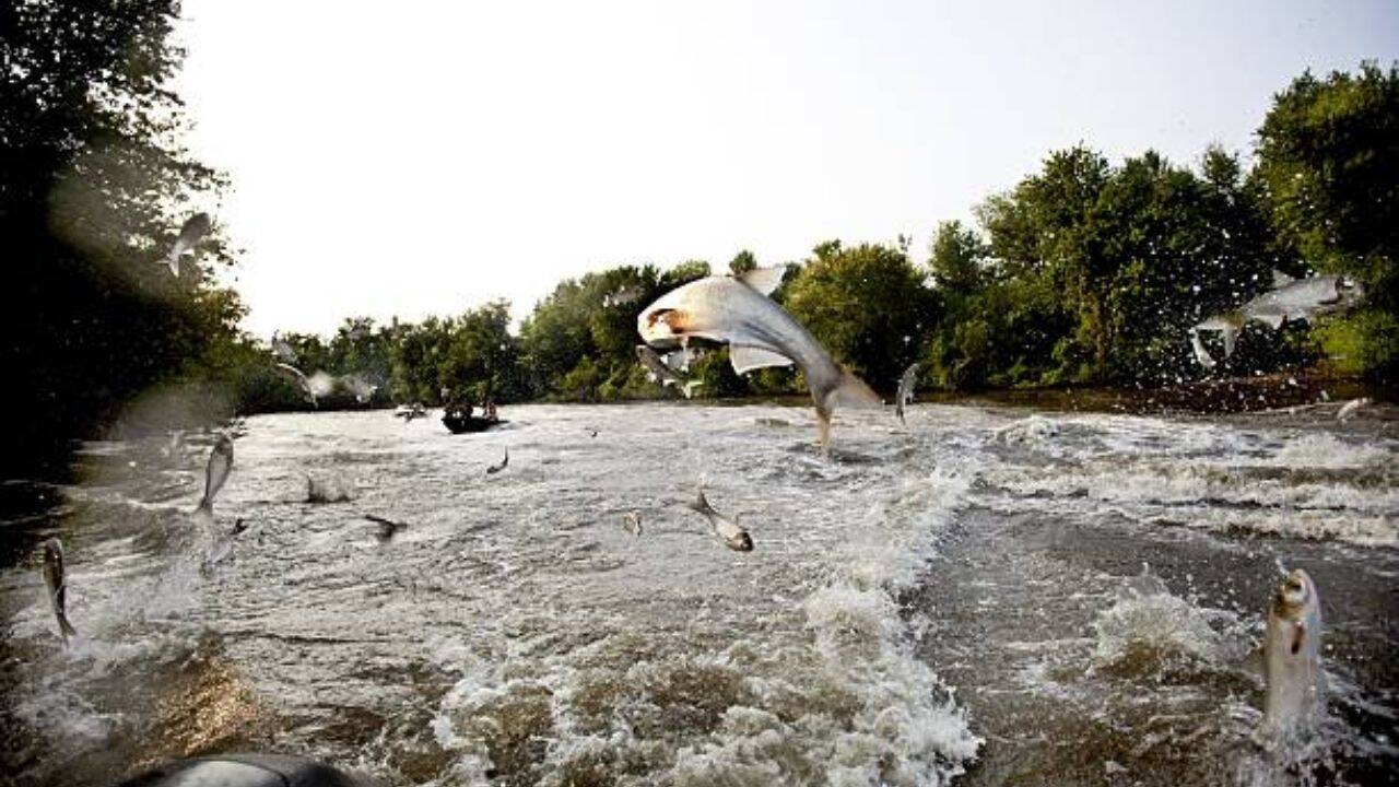 Minnesota Lake Sees 600% Clarity Jump After Carp Removal