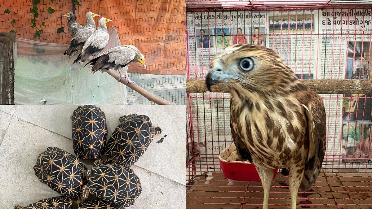 CBI, DRI Bust Wildlife Trafficking Racket, Rescue 52 Animals
