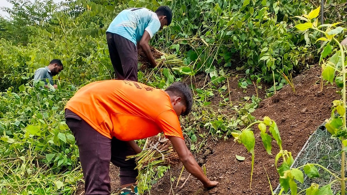 Central Railway Uses Vetiver Grass to Prevent Soil Erosion