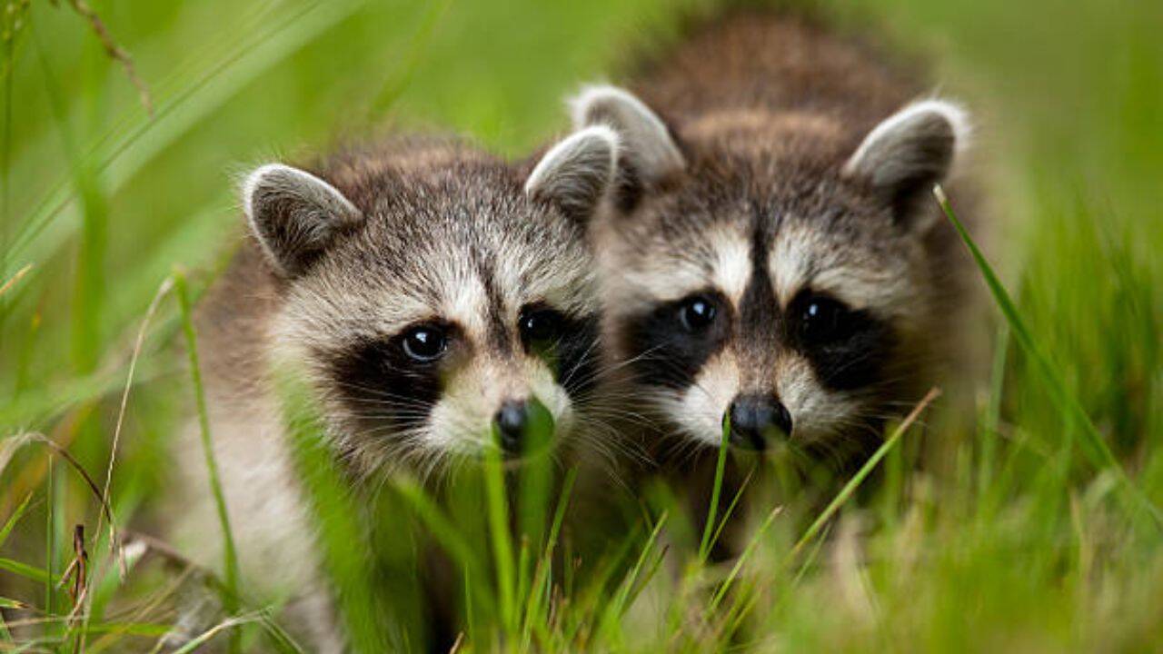 Raccoons in Germany Grow to 30,000