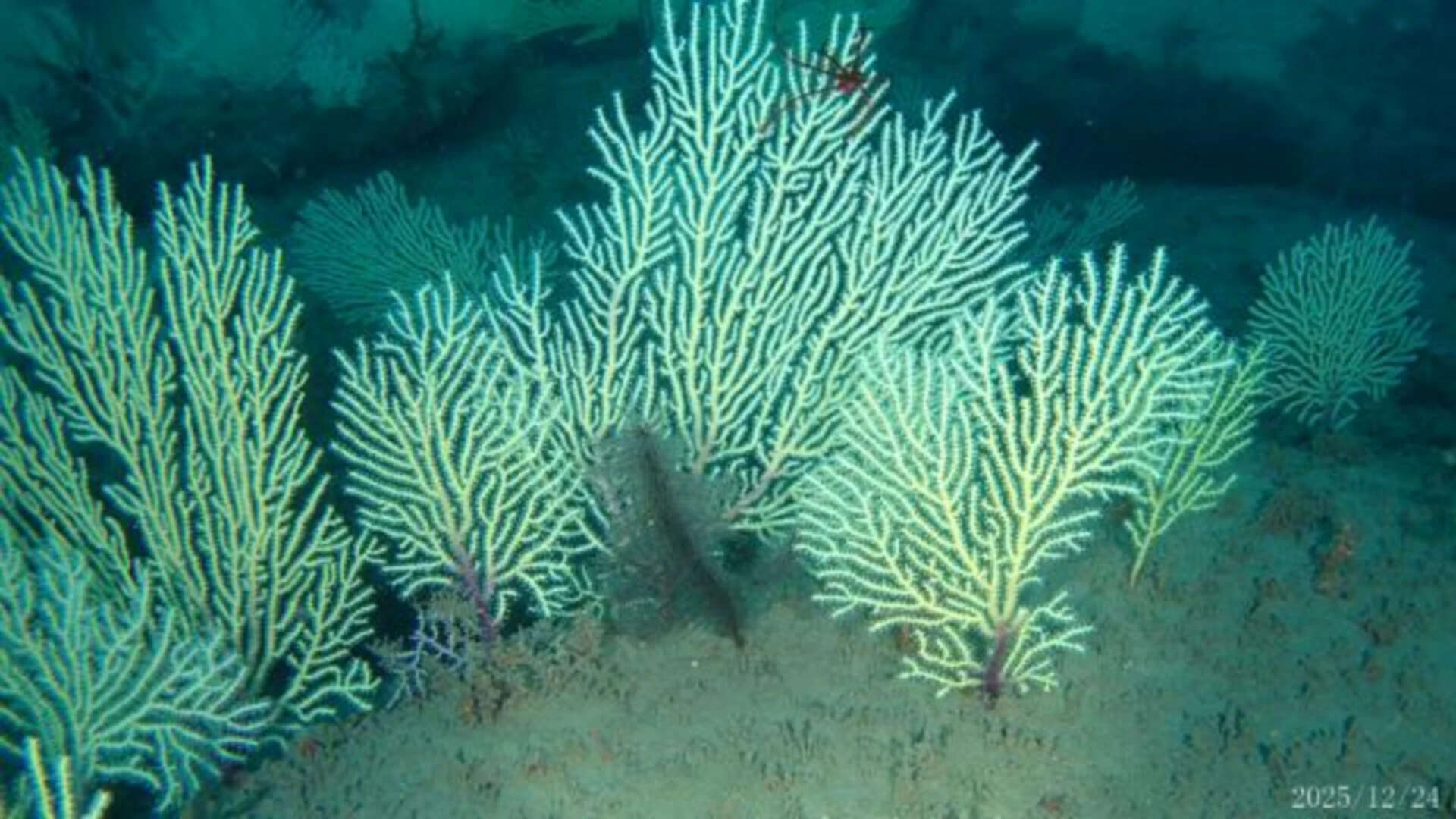West African Coral Reef Found Alive After 60 Years