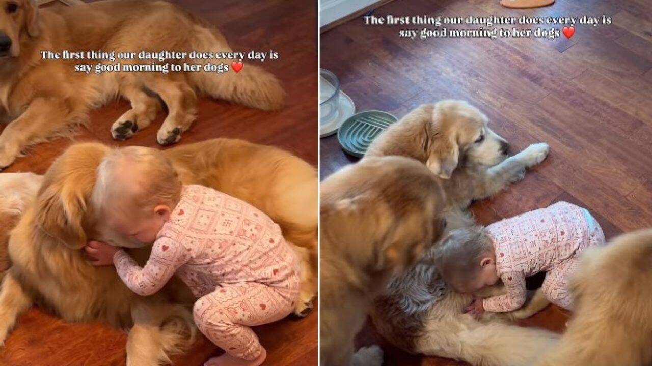 Girl Shares Morning Cuddles with 3 Golden Retrievers