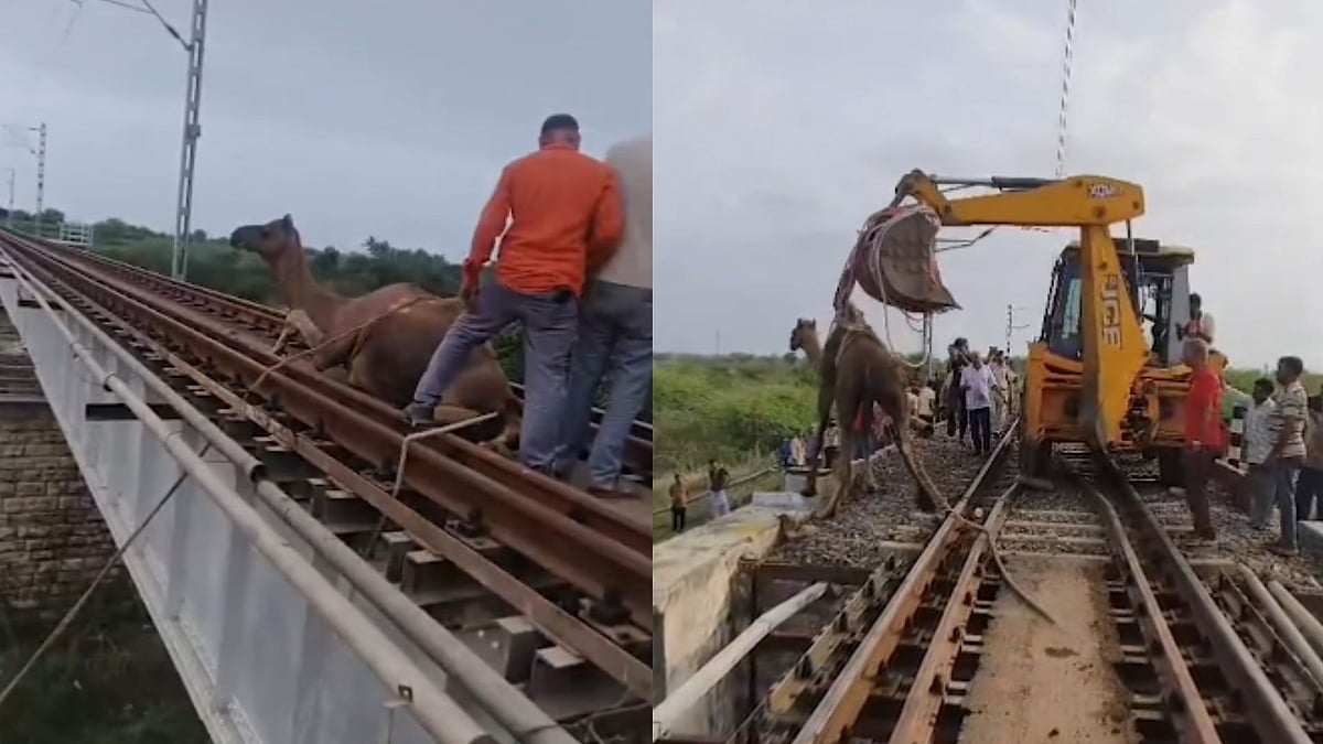 Camel Rescued From Gujarat Railway Bridge, Train Services Disrupted