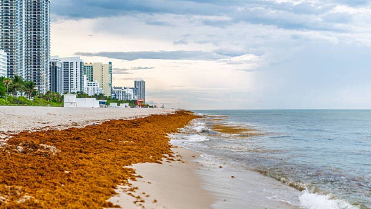 Mexico Removes 100,000 Tons of Sargassum Seaweed