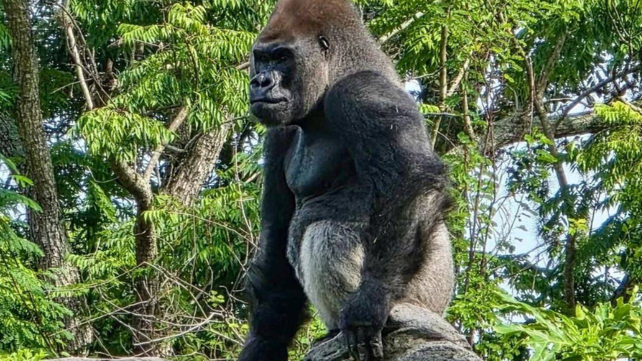 Disney's Animal Kingdom Gets New Gorilla Leader