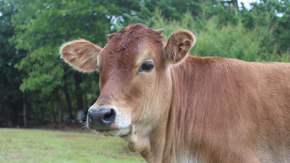 Gujarat Man Detained for Sexually Abusing Cow