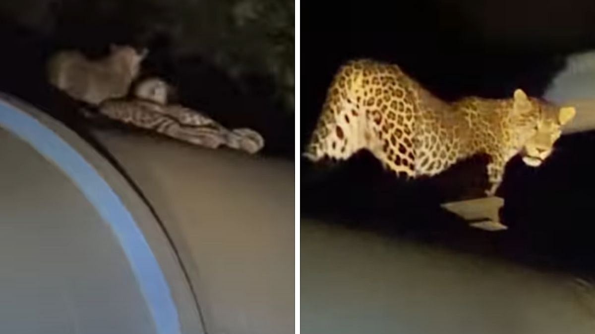Leopards Spotted In Bhandup Complex Forest