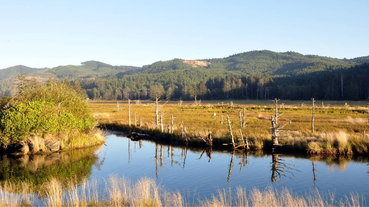Siletz Bay Restores 37 Acres of Tidal Wetland