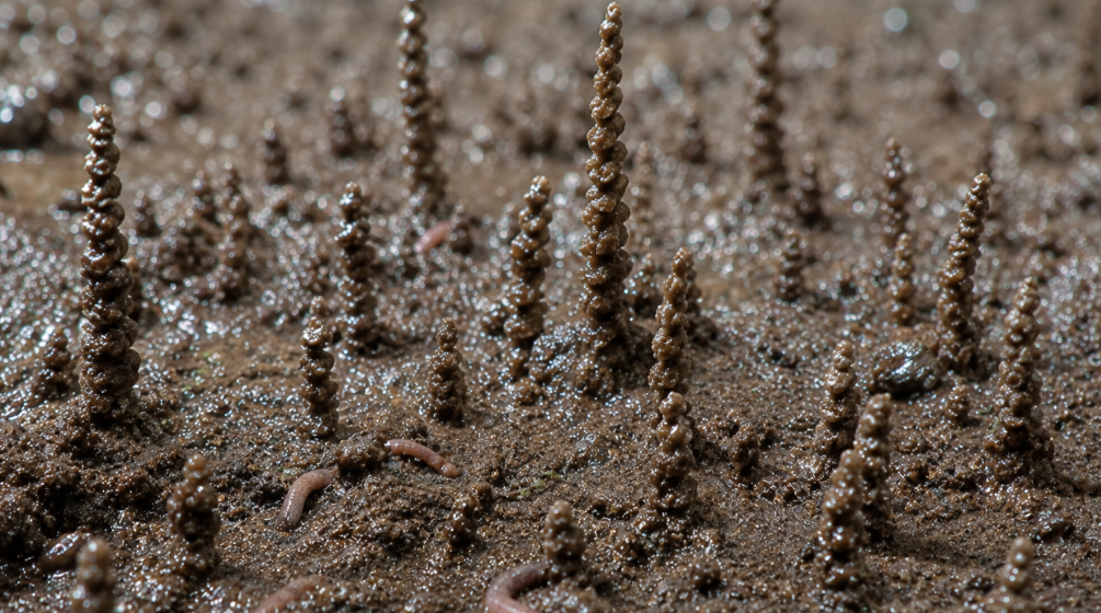 Tiny Worms Defy Gravity with Poop Towers