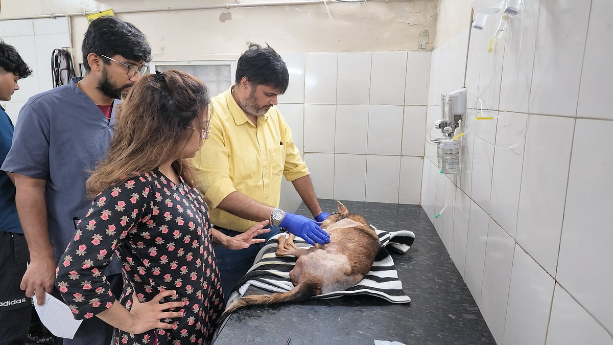 Pune's Karma Foundation Gives Stray Animals Emergency Care