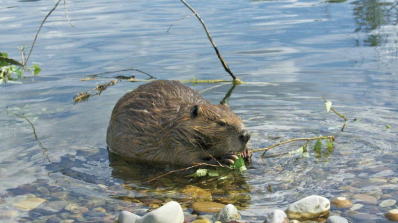 Beavers Restore Mount St Helens Wetland