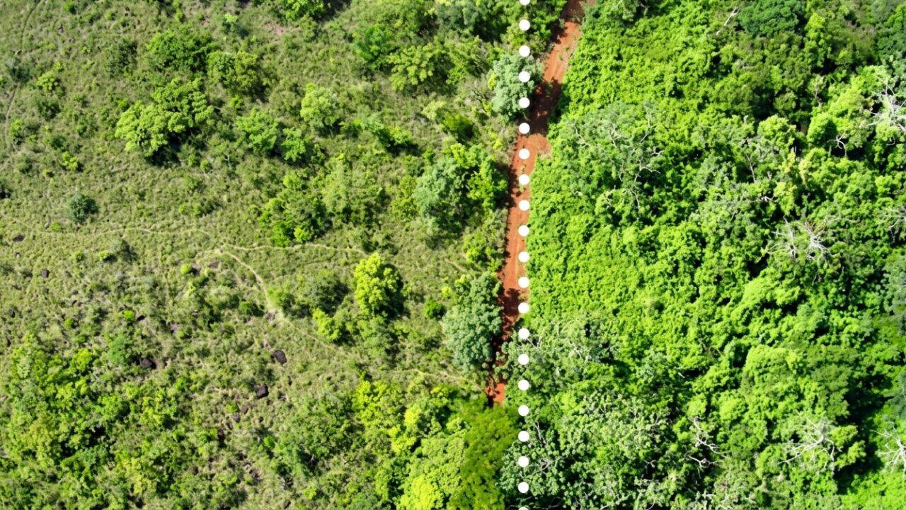 Costa Rica Sees 176% Forest Biomass Rise After Orange Waste Experiment