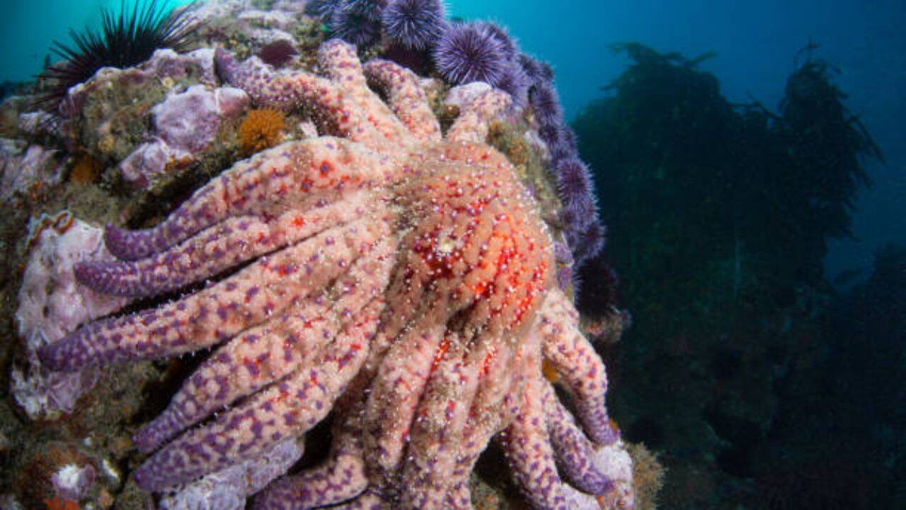 California Sunflower Sea Stars Colony Offers Hope