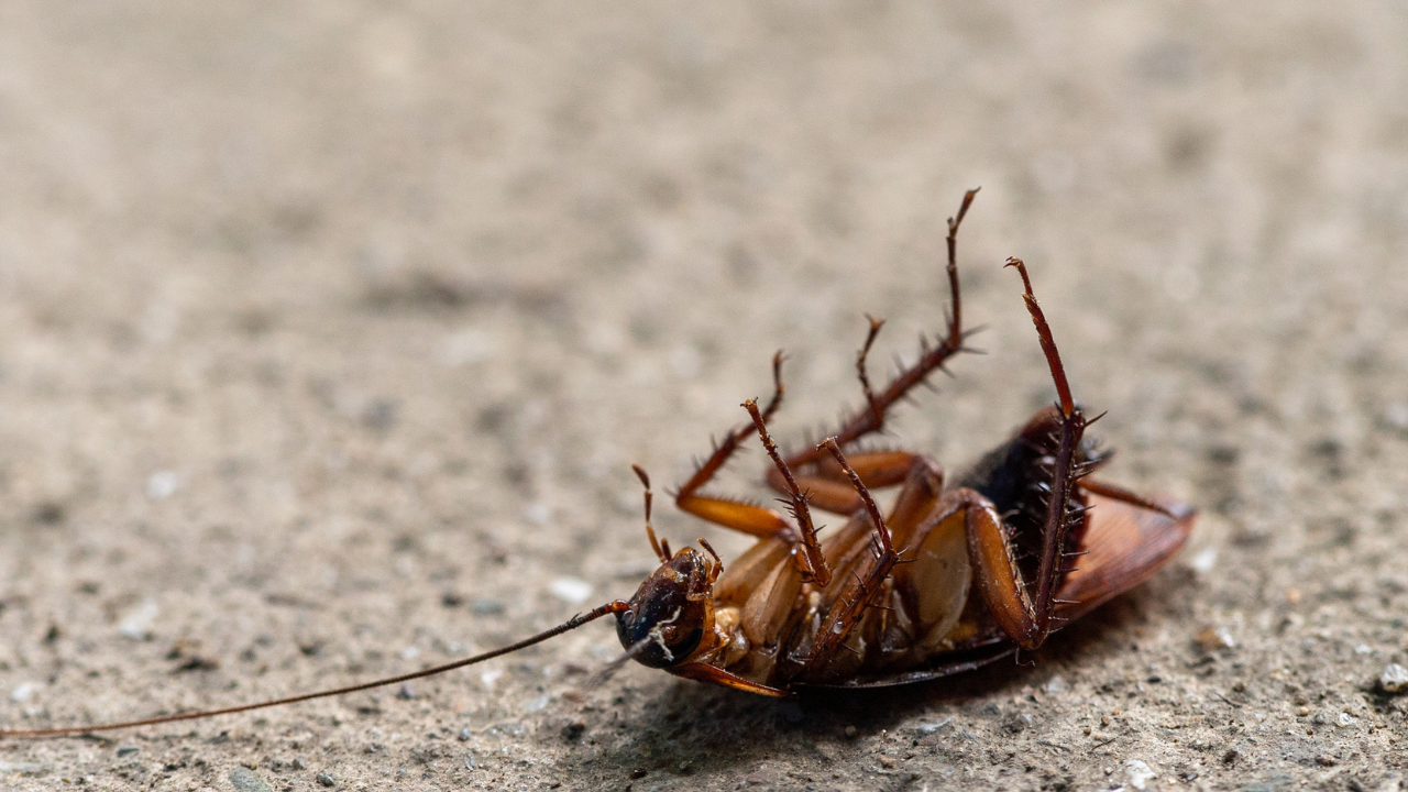 Cockroaches Survive Without Heads
