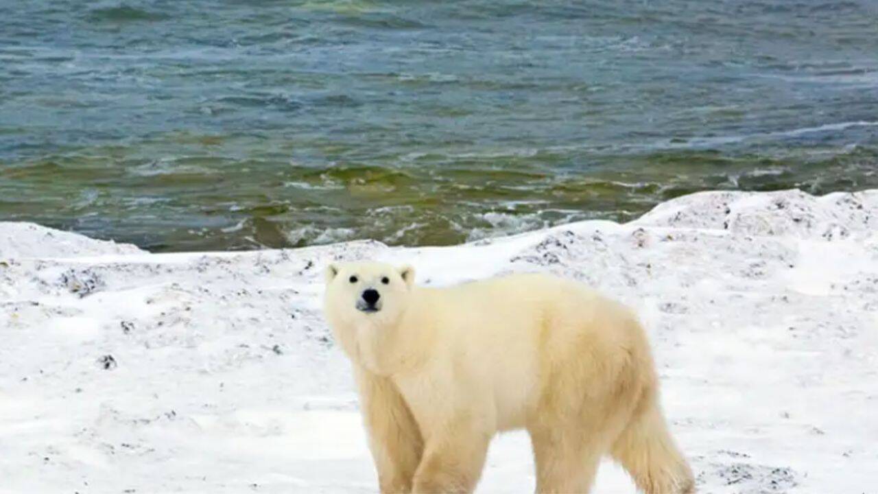 AI Radar Detects Polar Bears in Canada