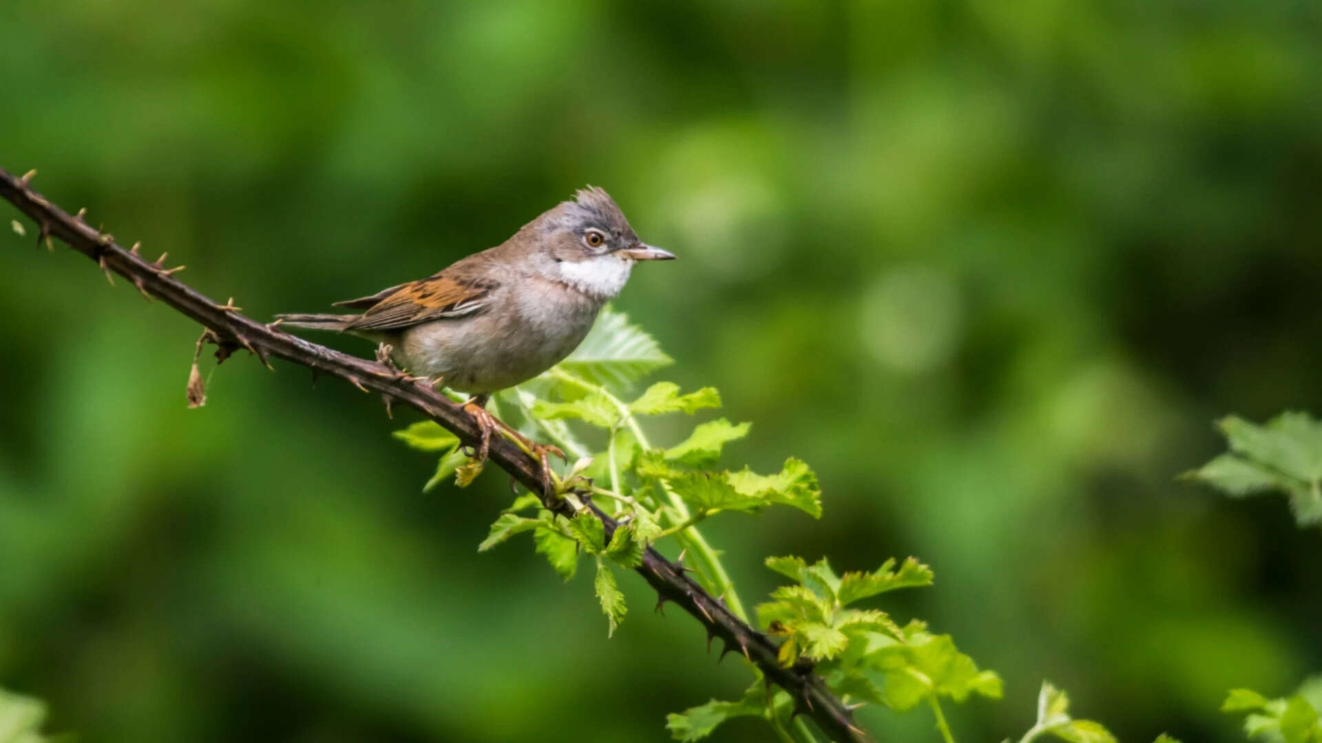 UK Mosquitoes Carry Avian Malaria