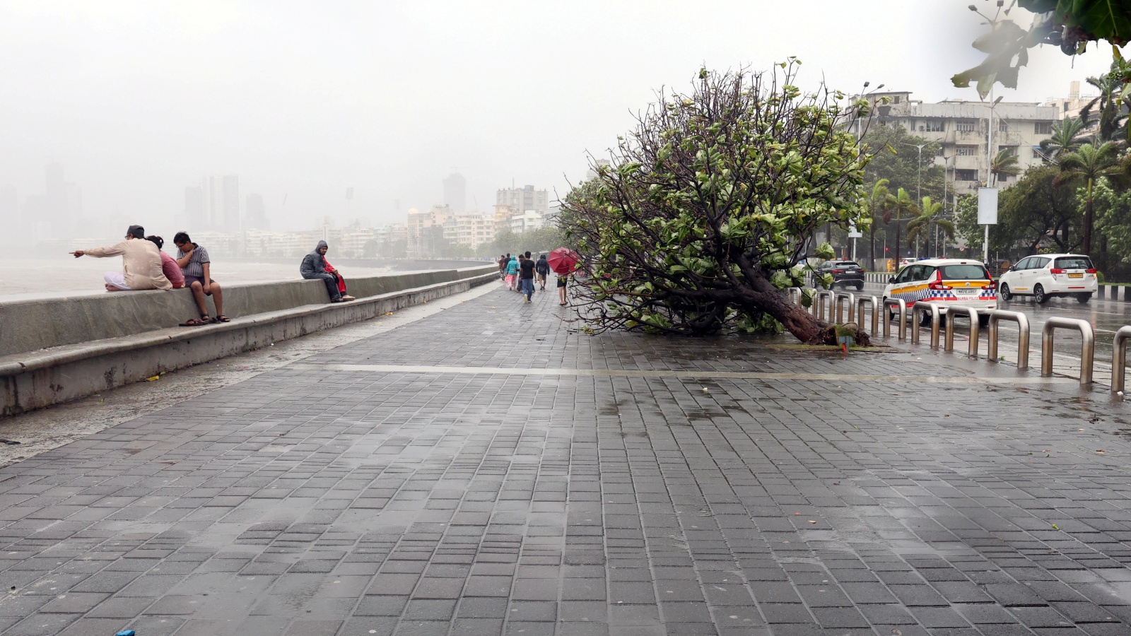 BMC Plans Tree Protection Reforms After Death