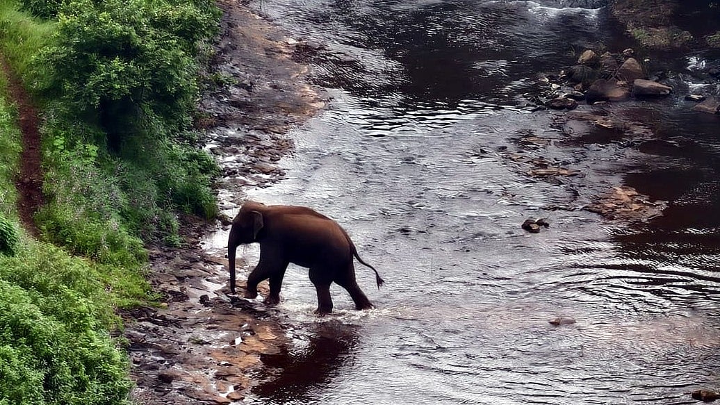 Wild Elephant Enters Chhindwara, MP
