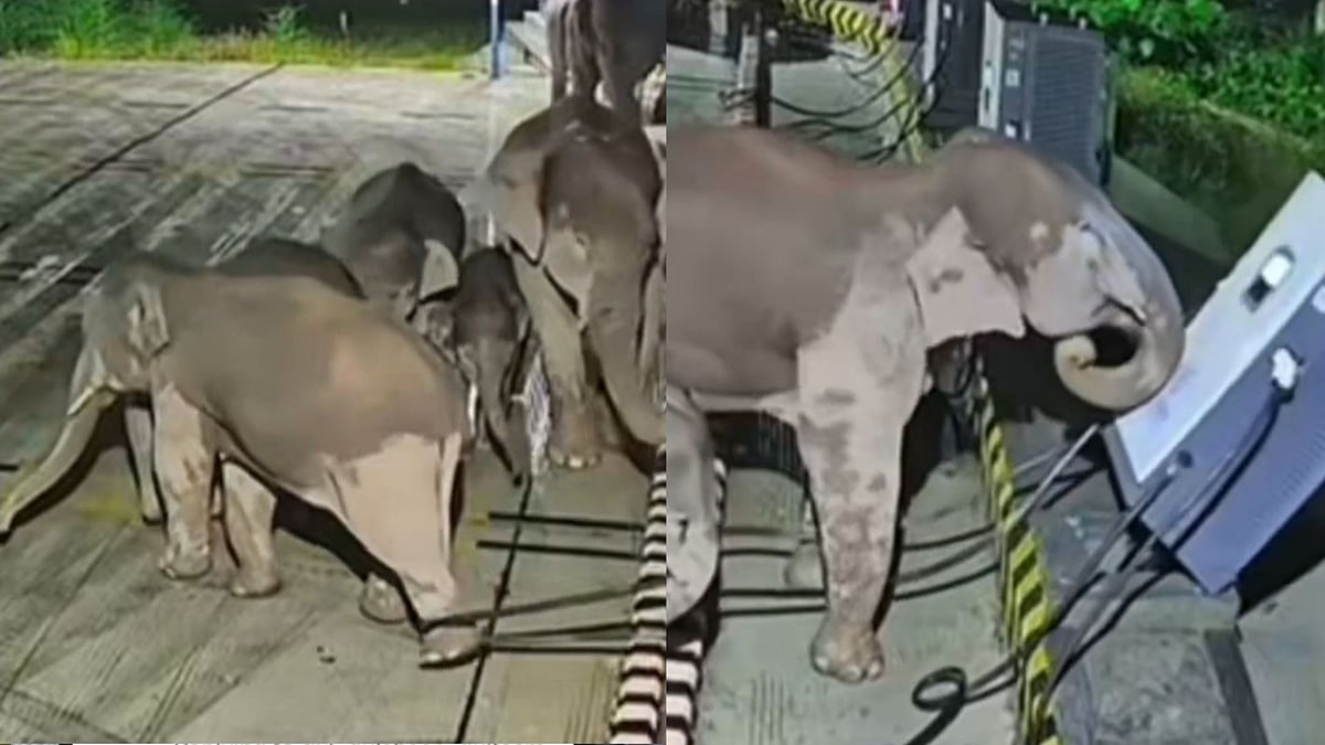Elephant Knocks Over Charging Station in China's Yunnan