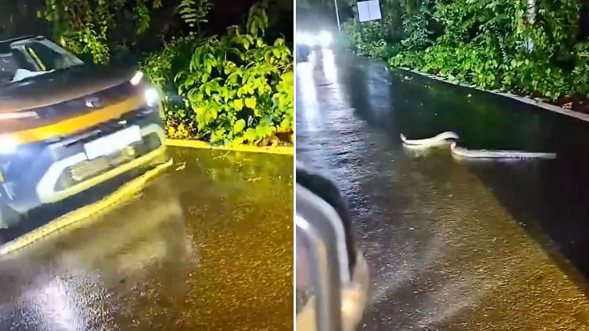 Speeding Car Hits Python Crossing Road