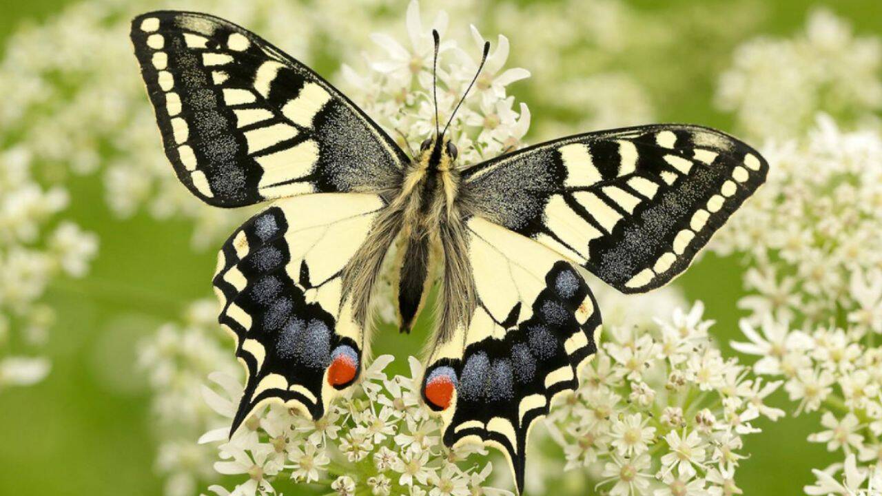 British Swallowtail Butterfly Proven Genetically Unique