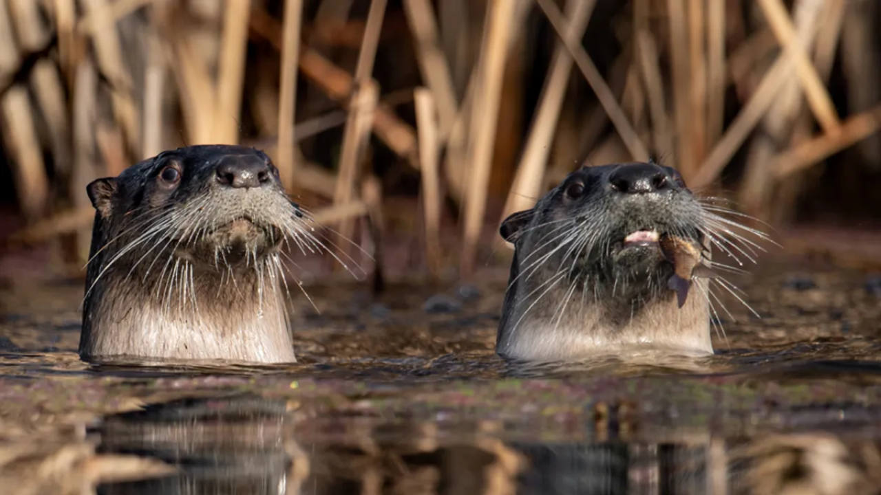 Pelicans Evade Otters After 73 Deaths in California Lagoon