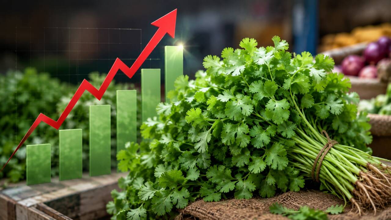 Coriander Prices Rise Above Rs 200/kg