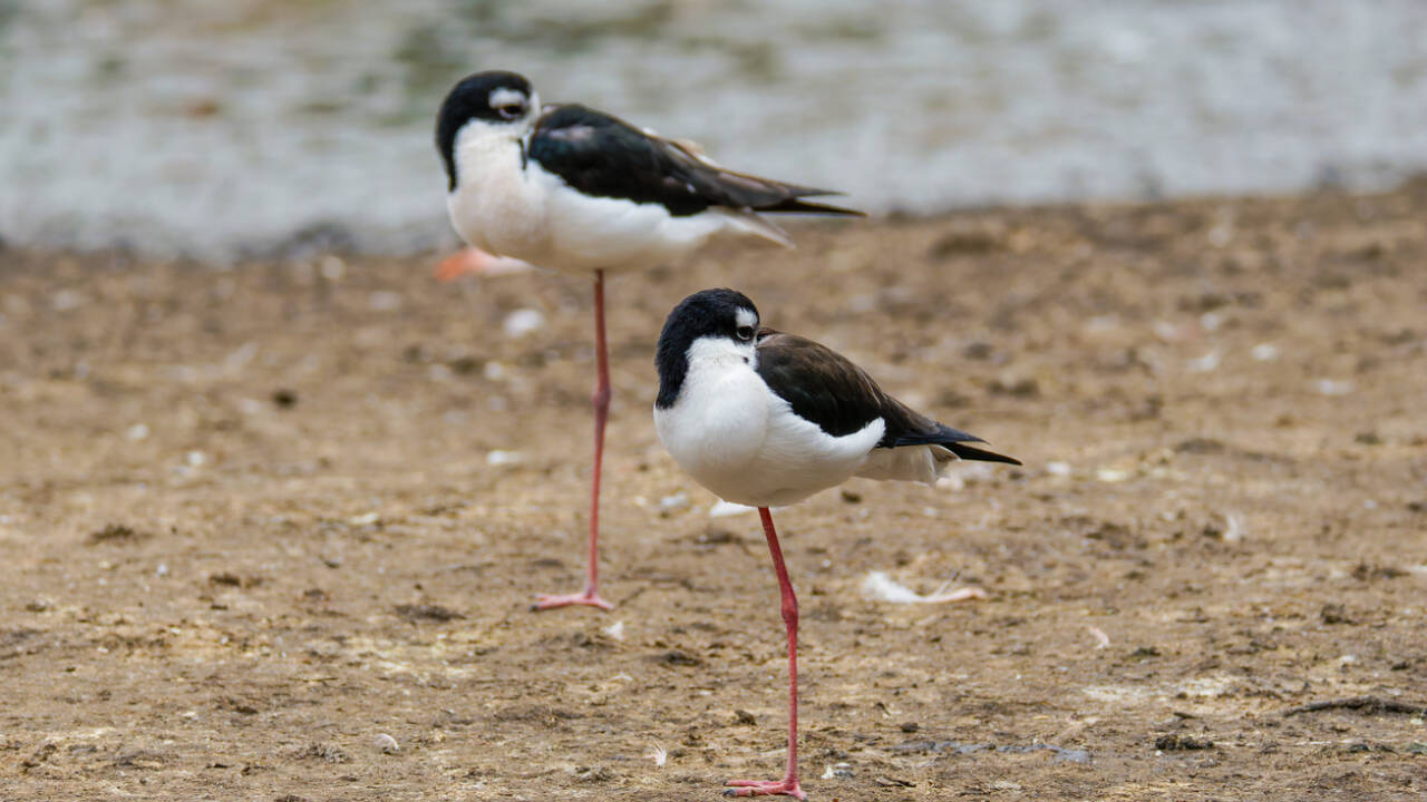 Hawaii Bird Population Jumps to 1500