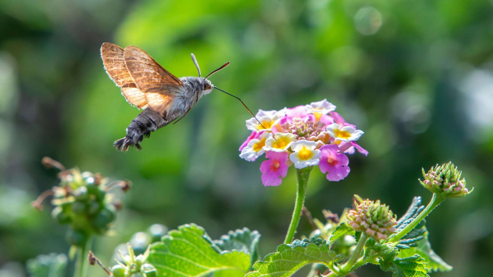 Hummingbird Hawkmoths Show Eye Preference