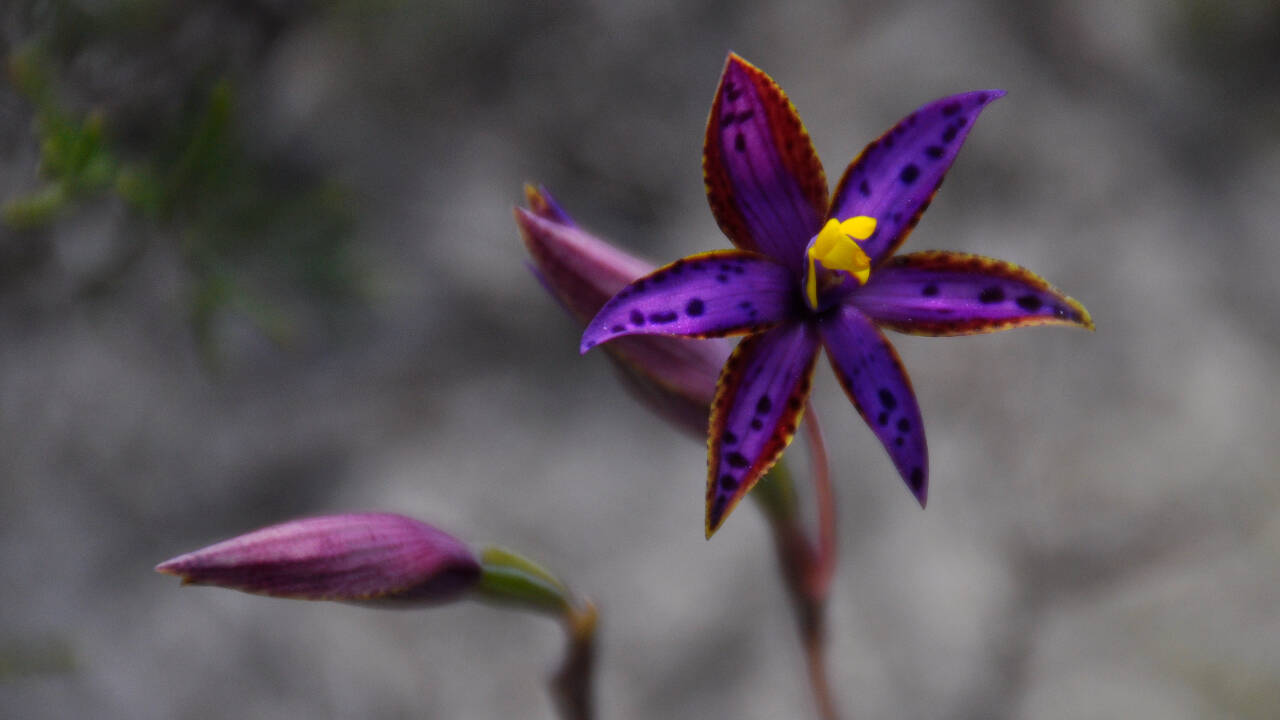 Cloned Orchid Seed Produces 1,000 Plants