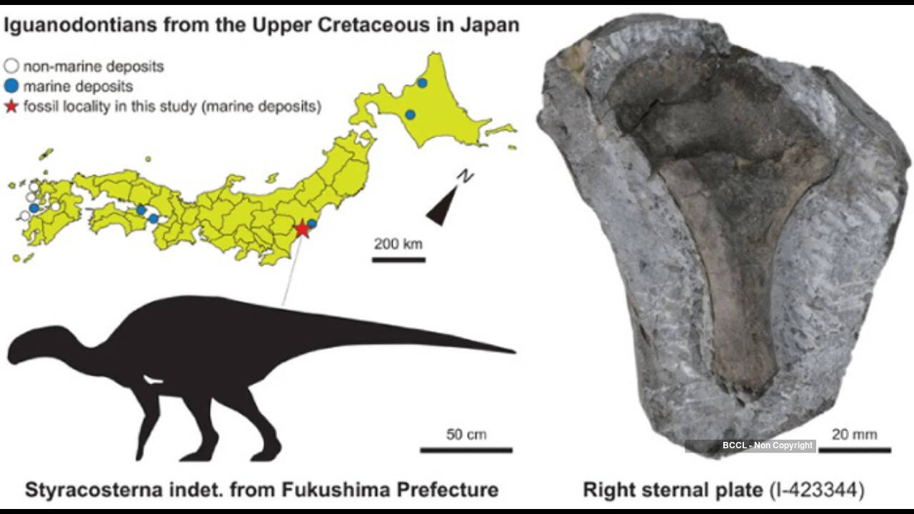 Fukushima Coast Yields 3-Metre Iguanodontian Dinosaur Bone