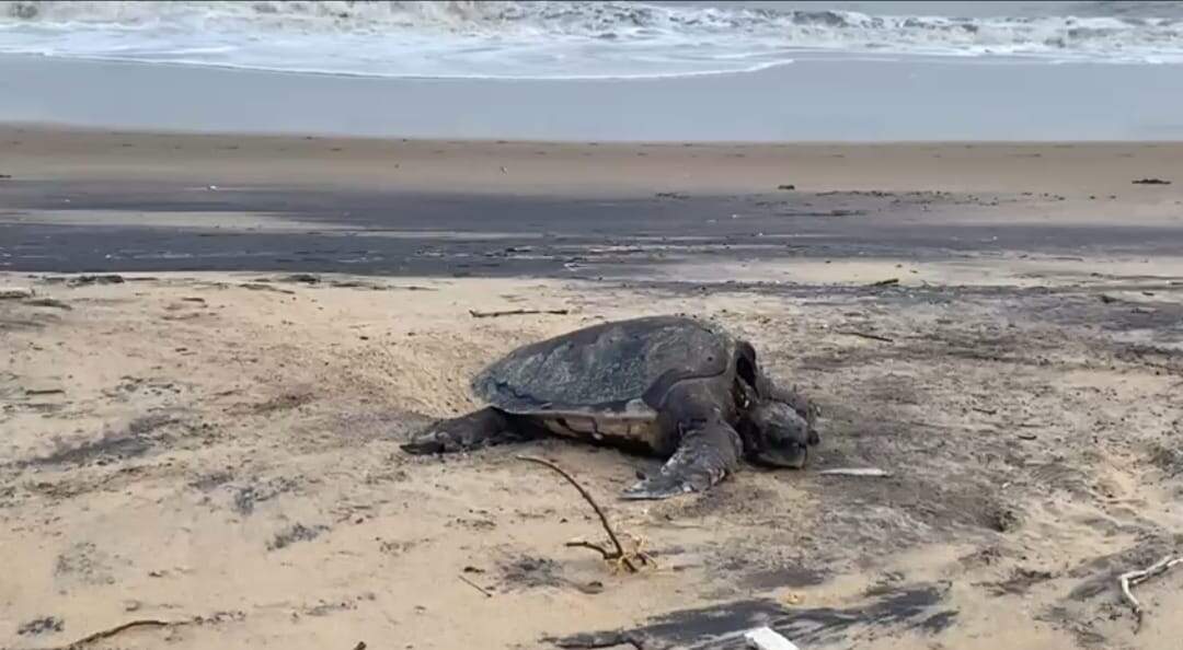 Mumbai Police Rescues 100kg Rare Sea Turtle