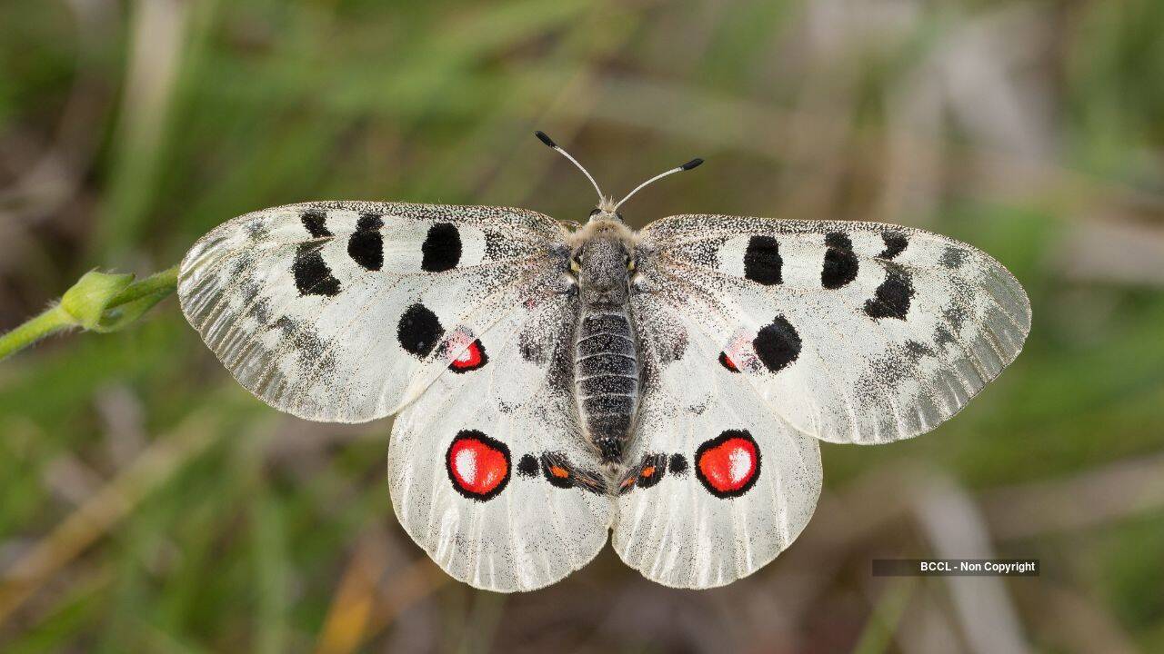 Apollo Butterfly Population Rebounds, Faces New Threats
