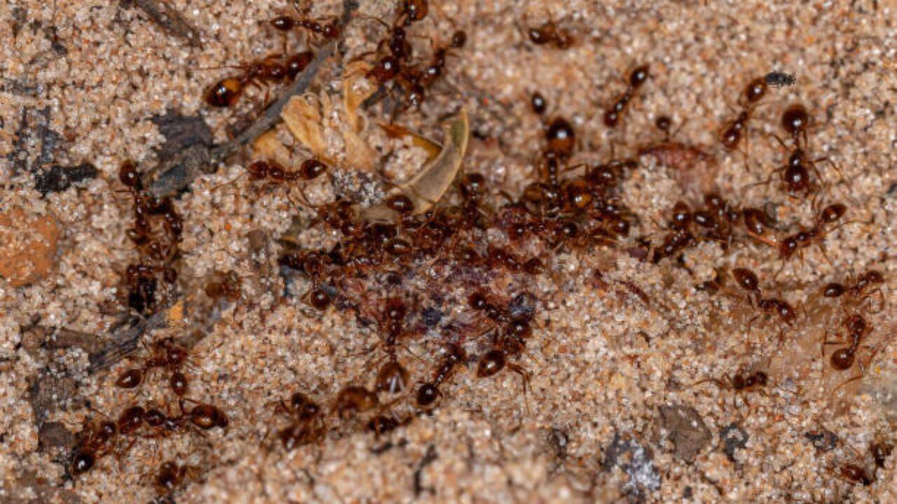 Australian Island Declared Fire-Ant Free